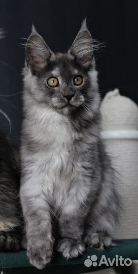 Котята Мейн Кун