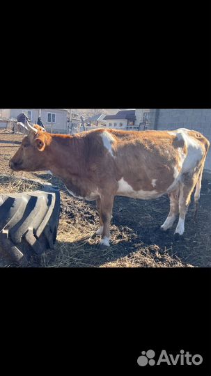 Корова симментал