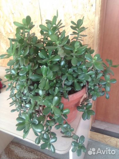 Денежное дерево толстянка