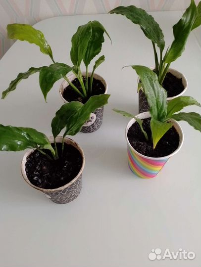 Спатифиллум,фиалки