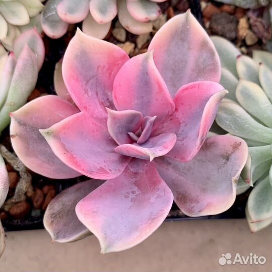 Редкие коллекционные суккуленты2