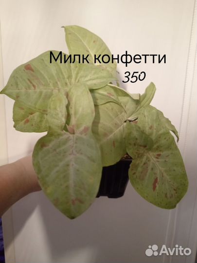 Сингониум милк конфети