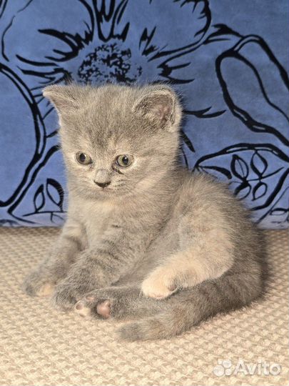 Шотландская