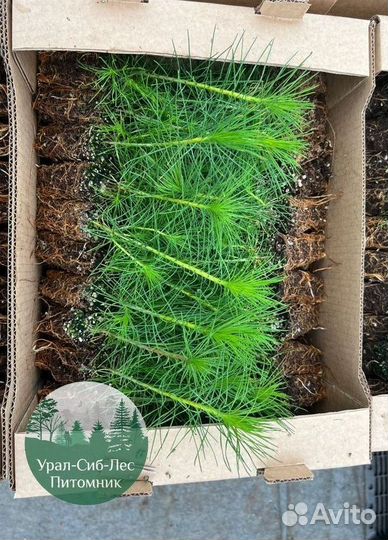 Зкс и окс Сосна Ель Лиственница сеянцы Голуб горн
