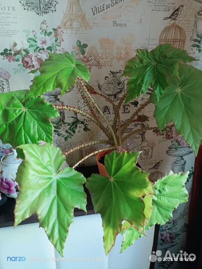 Бегония манжетная