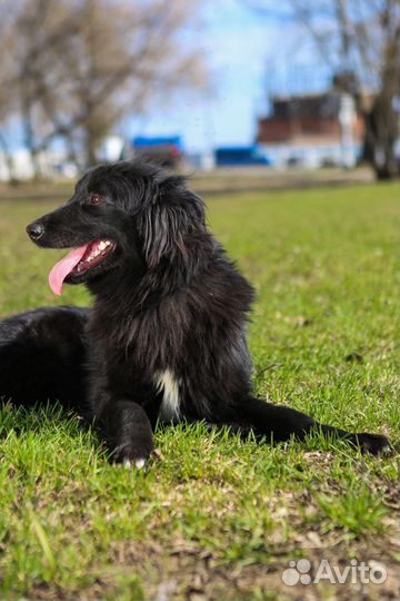 Шикарный черный пес Пушкин ждет семью