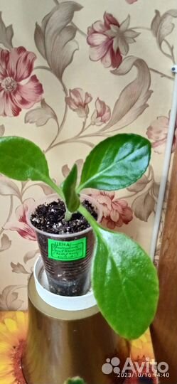 Комнатные цветы 1