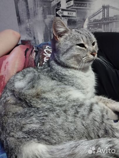 Кошка в добрые руки