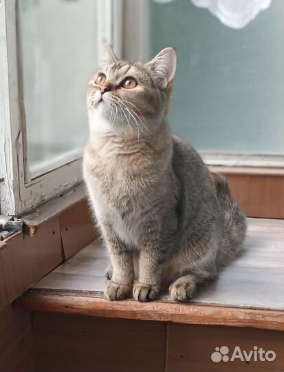 Британская кошка