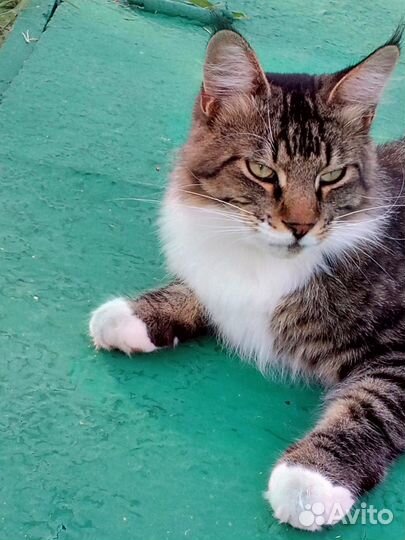 Кот в добрые руки