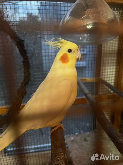 Кореллы с клеткой