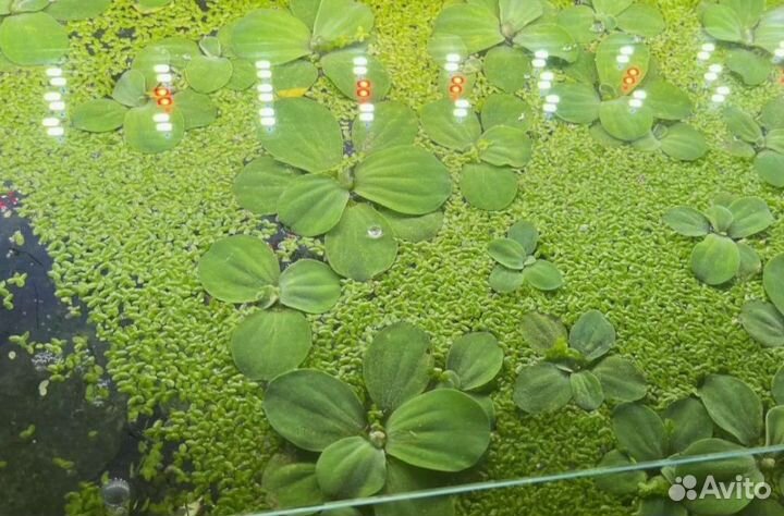 Пистия.Ряска.Роголистник.Природ.фильтры-деликатес