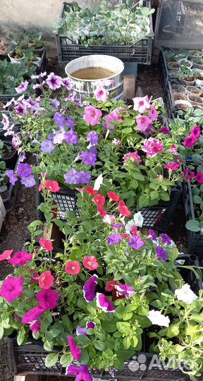 Продам рассаду капусты, огурцов., томатов