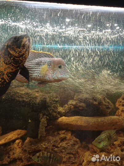 Аквариумные рыбки