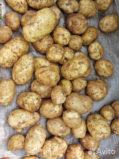 Продам картофель