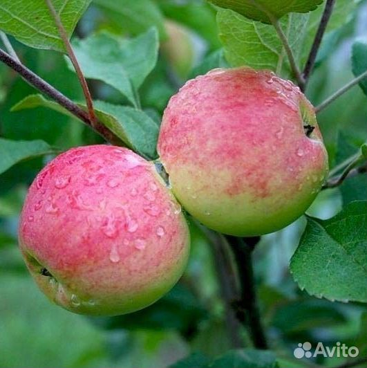 Роза/яблоня/груша/слива/черешня/абрикос/виноград