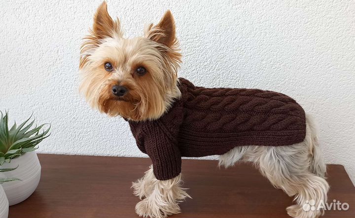 Одежда для собак