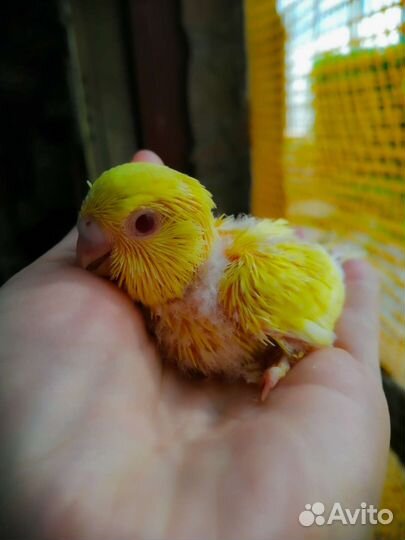 Птенцы выкармыши выставочного волнистого попугая