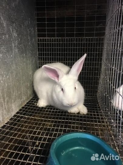 Кролик белый панон