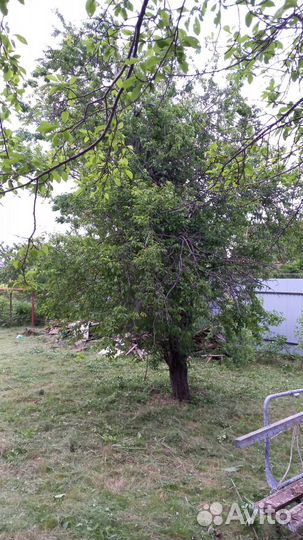 Плодовые деревья