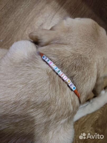 Адресник для собак и кошек
