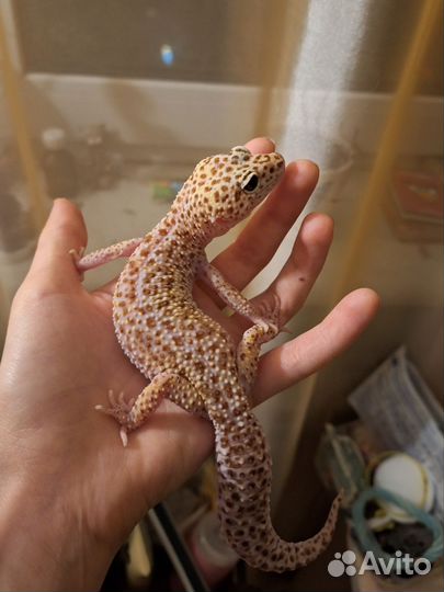 Геккон эублефар Дримсикл