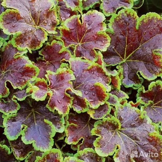 Гейхера Солар эклипс многолетка