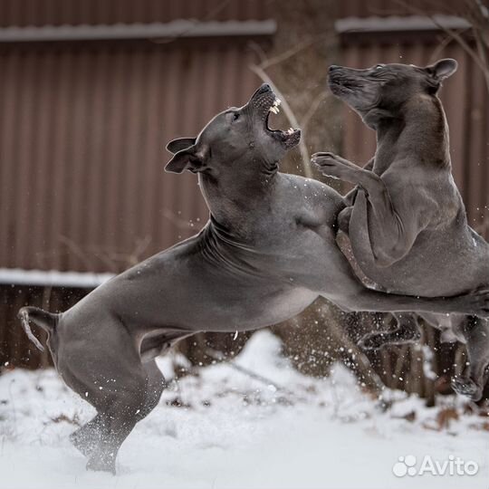 Тайский Риджбек Вязка Кобель