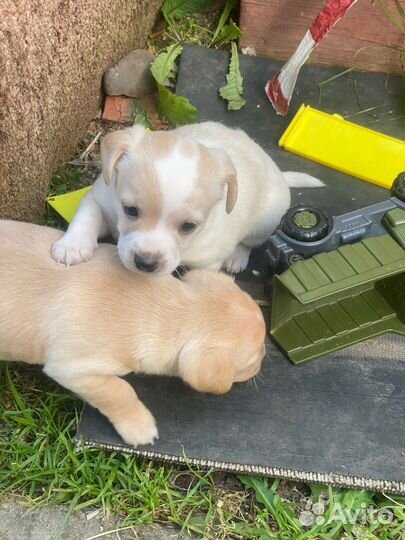 Щенки йорка