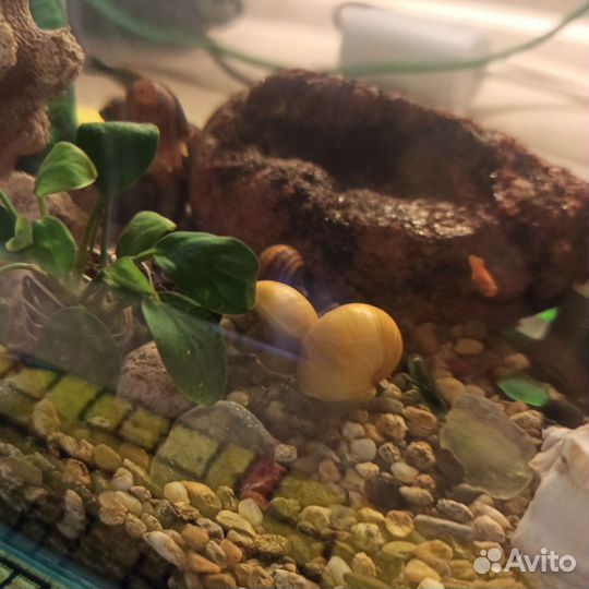 Улитки аквариумные ампулярии
