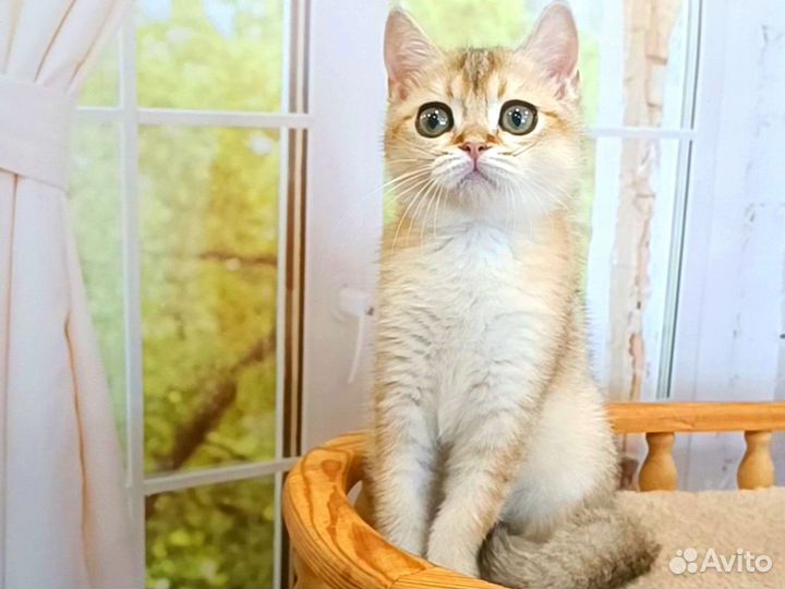 Шотландский малыш