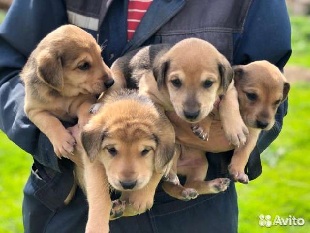 Щенки Русской Гончей