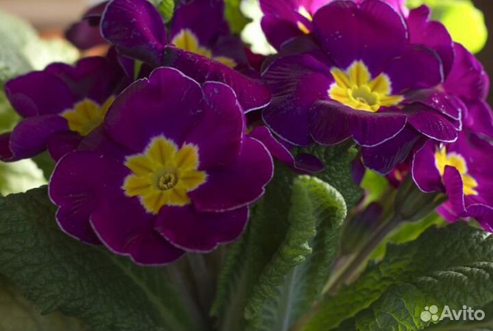 Цветок Примула в цвете марганец
