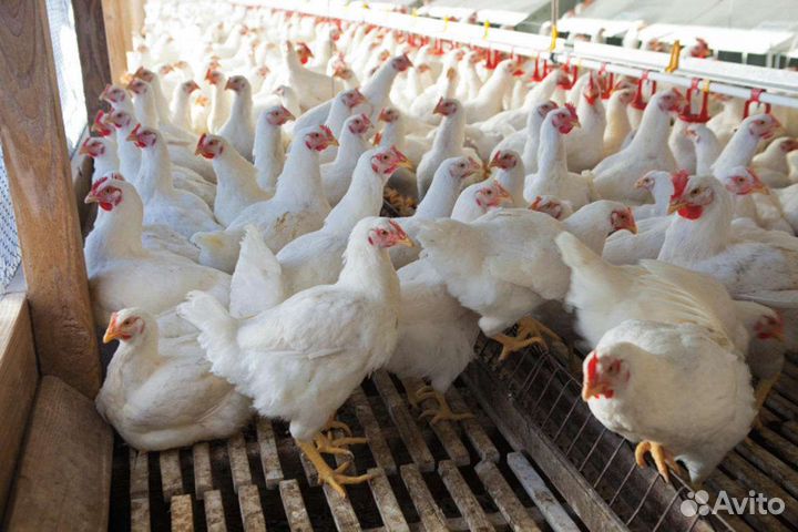 Домашняя Курочка 2.5-4.0 кг по записи