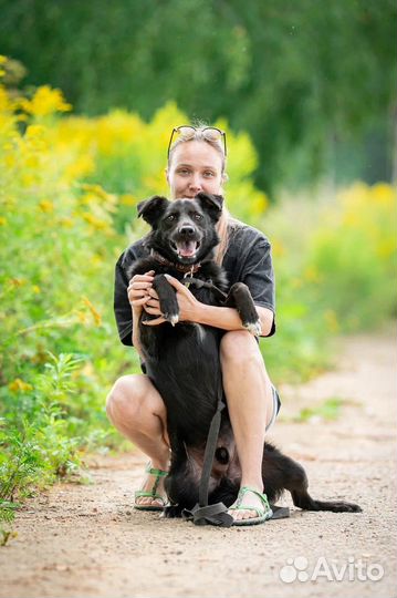 Собака в добрые руки