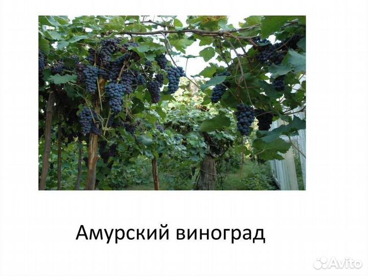 Виноград Амурский