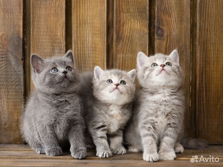 Упаковщики/Тульская область/Вахта/Работа