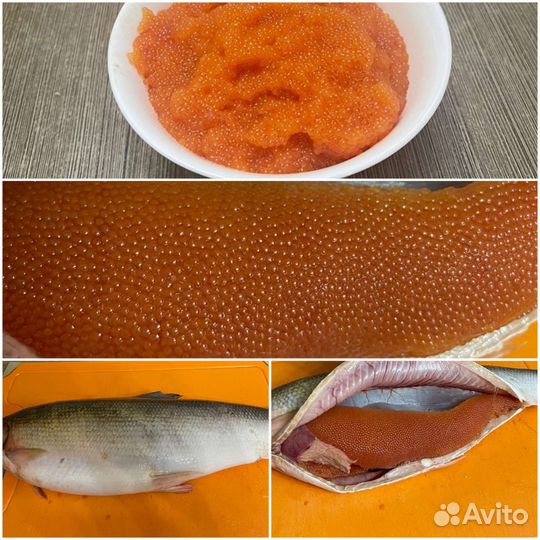 Икра Арктического Омуля Опт