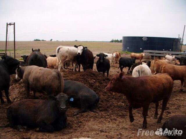 Перегной коровый