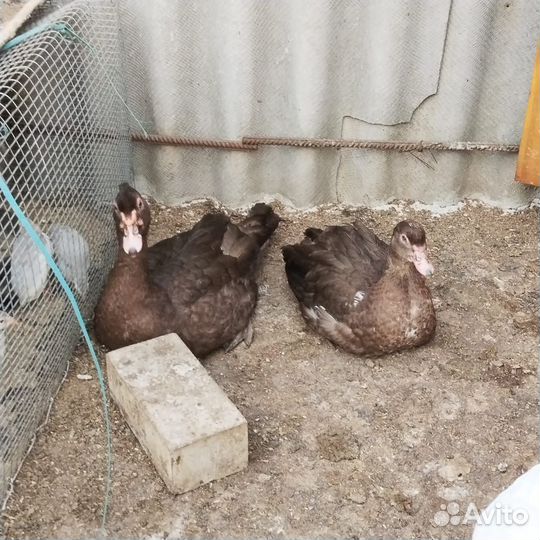 Утки шоколадные