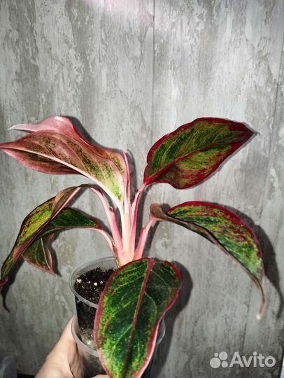 Аглаонемы/эпипремнум /аспарагус