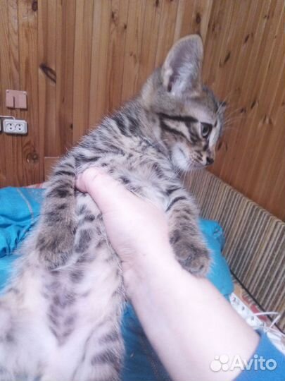 Отдам котенка в добрые руки