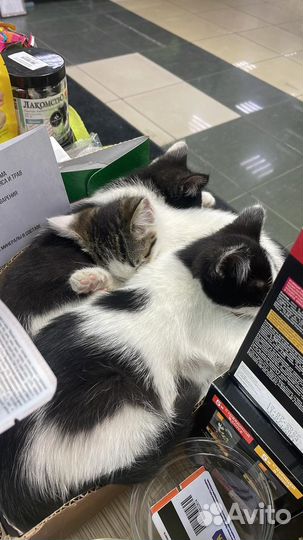 Отдаем котят в добрые руки