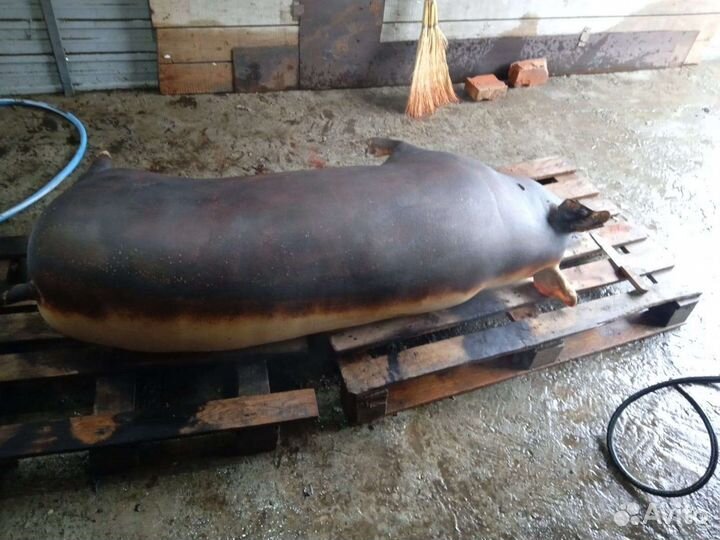 Забой домашнего скота