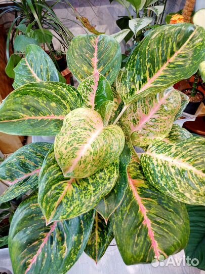 Сортовые аглаонемы