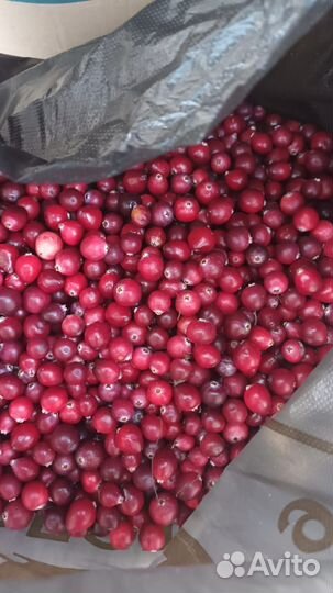 Продам клюкву