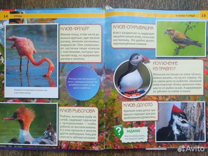 Энциклопедия с развивающими заданиями Птицы
