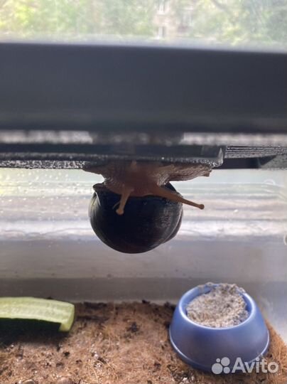 Улитки ахатины