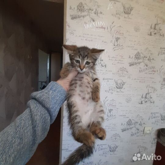 Котята в добрые руки бесплатно