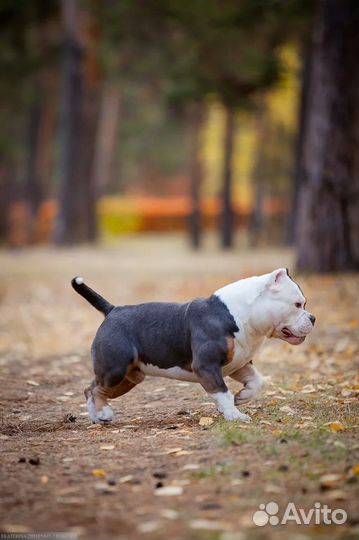 Американский булли,вязка